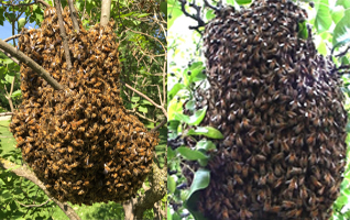 HONEY BEE SWARMS WANTED!!!