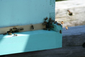 IMG_4468.JPG